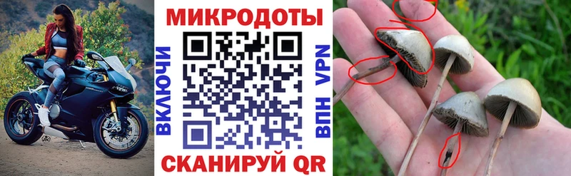 KRAKEN   Северск  Галлюциногенные грибы GOLDEN TEACHER 
